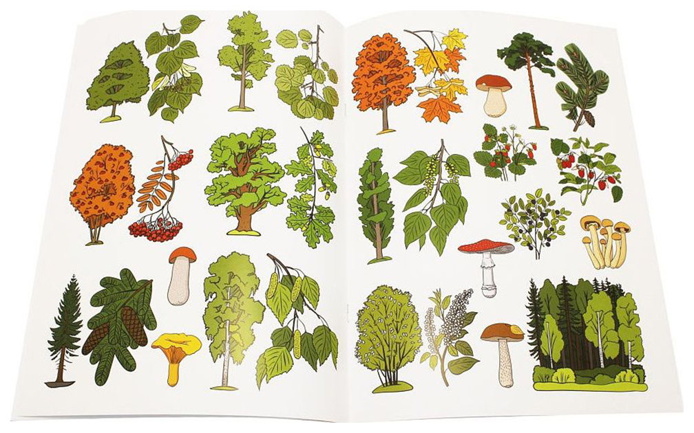 Корзинка с грибами и ягодами. Поляна с грибами. Лесные грибы. Лукошко с грибами. Корзина с грибами.