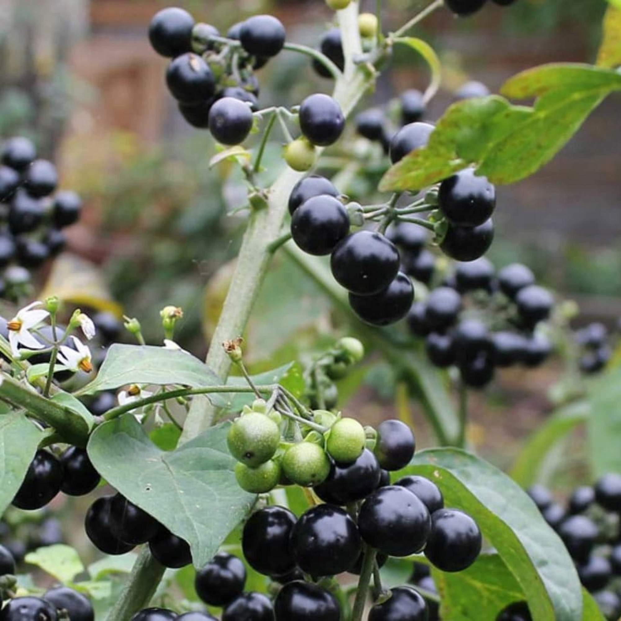 Паслен ягода санберри. Паслен лечебные свойства. Солнечная ягода санберри. Паслен сладко-горький (красный). Паслён садовый санберри.