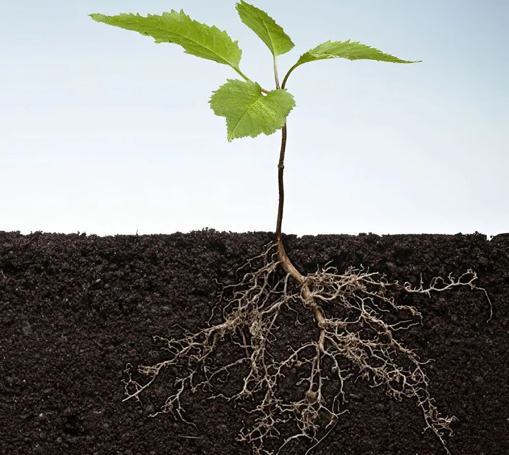 Регги регулятор роста для рассады. Корни растений. Корни растений в почве. Корневая система в почве. Корень растения картинка.