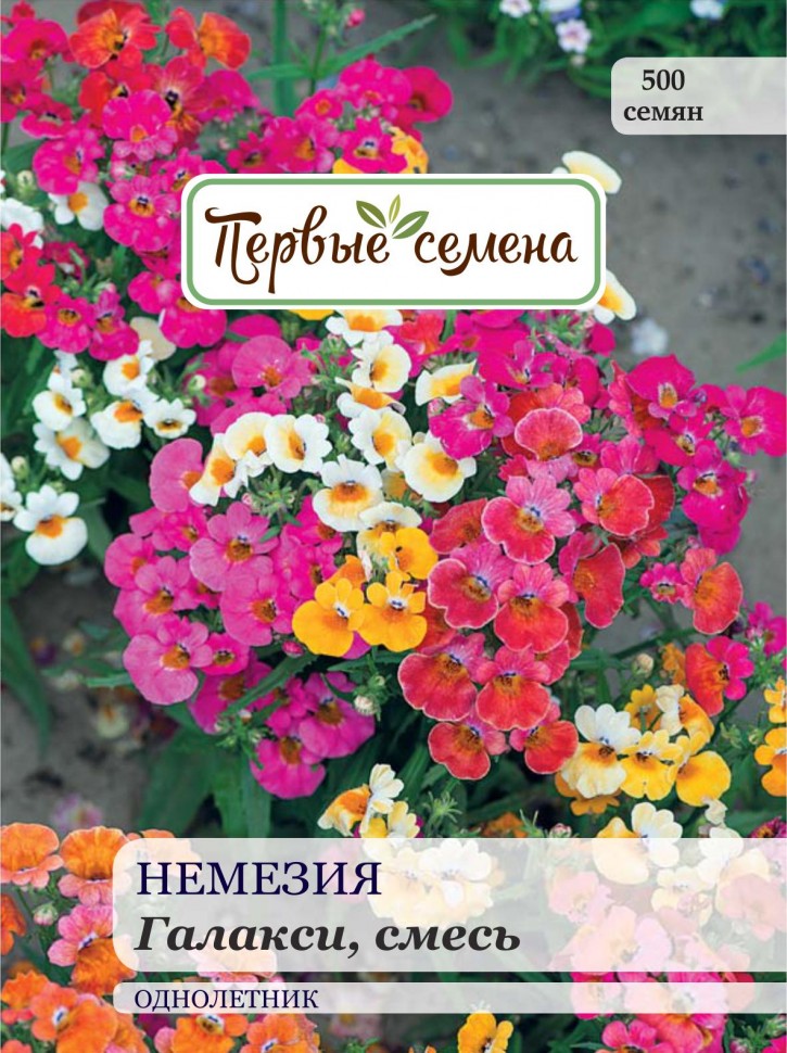 Цветок немезия описание и отзывы фото