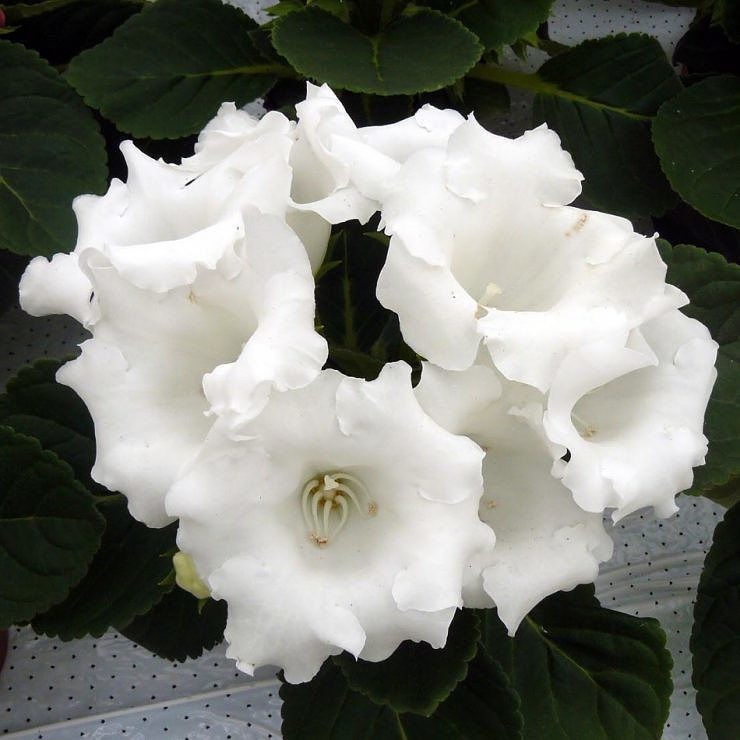 Глоксиния Белая Роза: особенности, выращивание и уход, отзывы