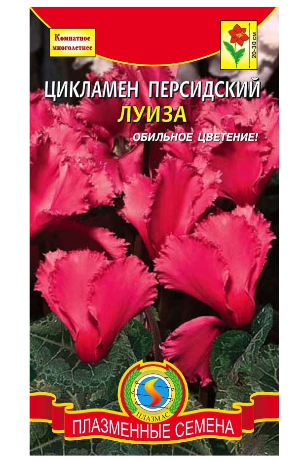 Цикламен Персидский Цветок Купить В Ставрополе