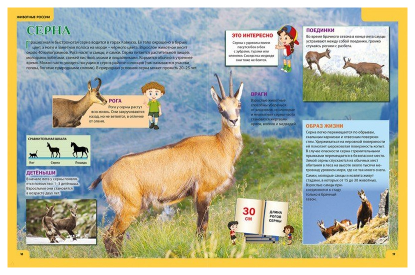 Животное и его характеристика. Животное и его характеристика. Проект про белку. Презентация про животных лев. Окружающий мир животные.