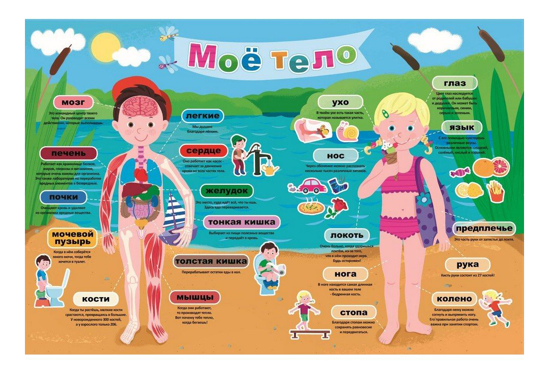 Как устроен человек для детей дошкольного возраста картинки