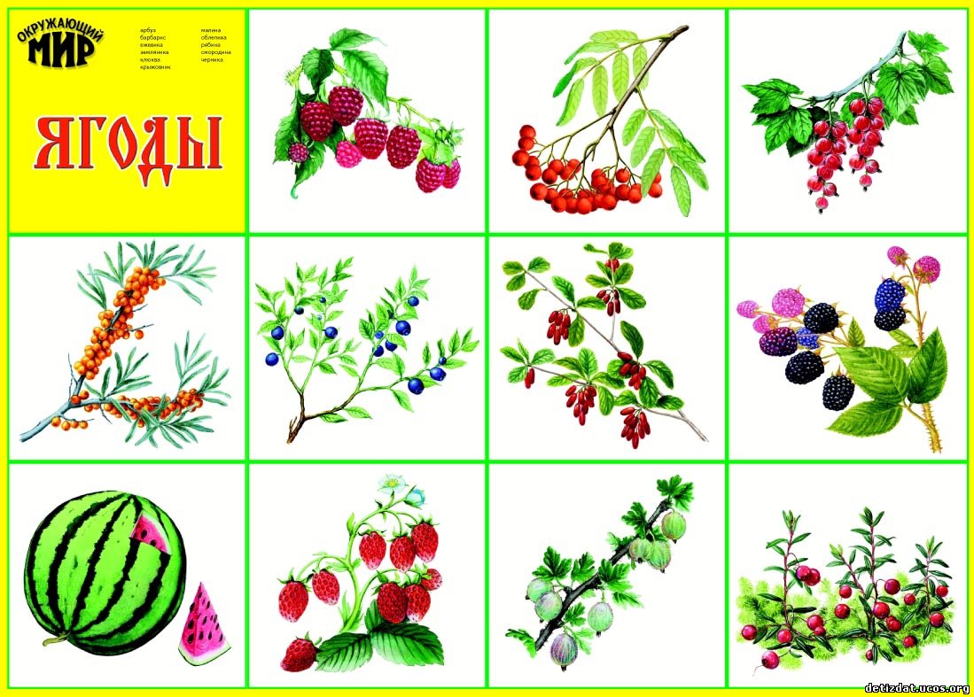 Картинки наглядных пособий. Карточки ягоды для детей. Ягоды для дошкольников. Плакат. Ягоды. Ягоды картин для детского сада.