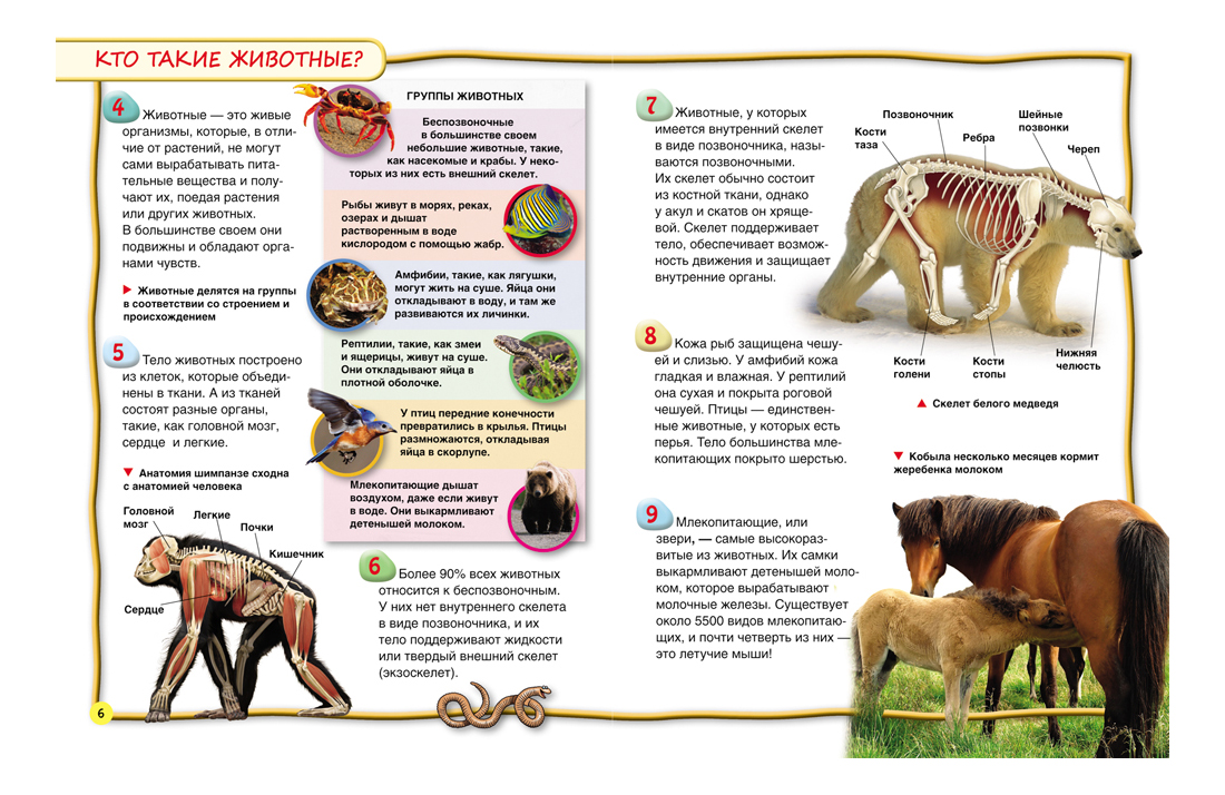 Книга о животных с картинками