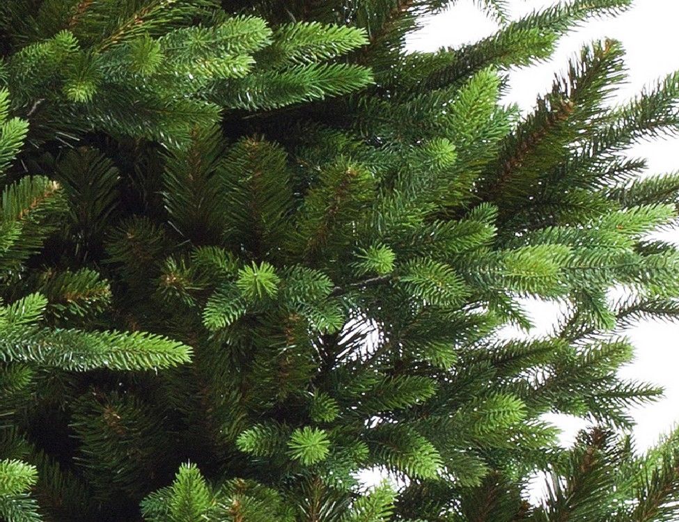 Ель байкальская царь елка. 4 м. Царь елка хаген премиум 180. Ель хаген царь елка. Елка хаген 210 см.