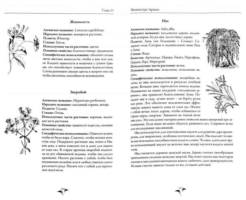 Книга про травы и их свойства с рисунком