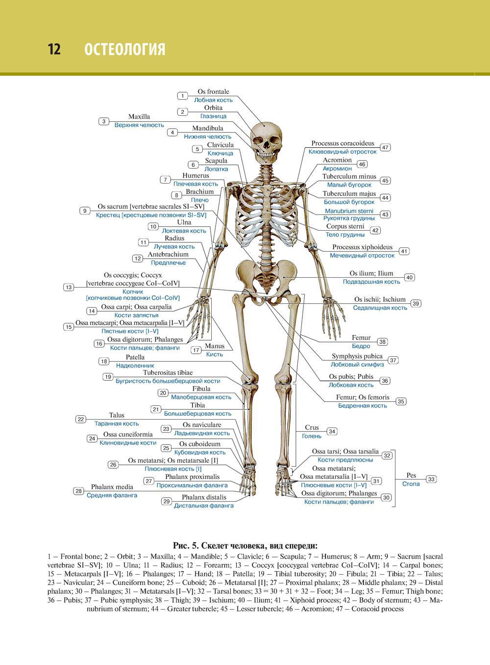 Сделайте анализ терминов по тэ osteologia pathologia. Остеология анатомия человека. Атлас скелета человека. Остеология на латинском. Атлас костей.