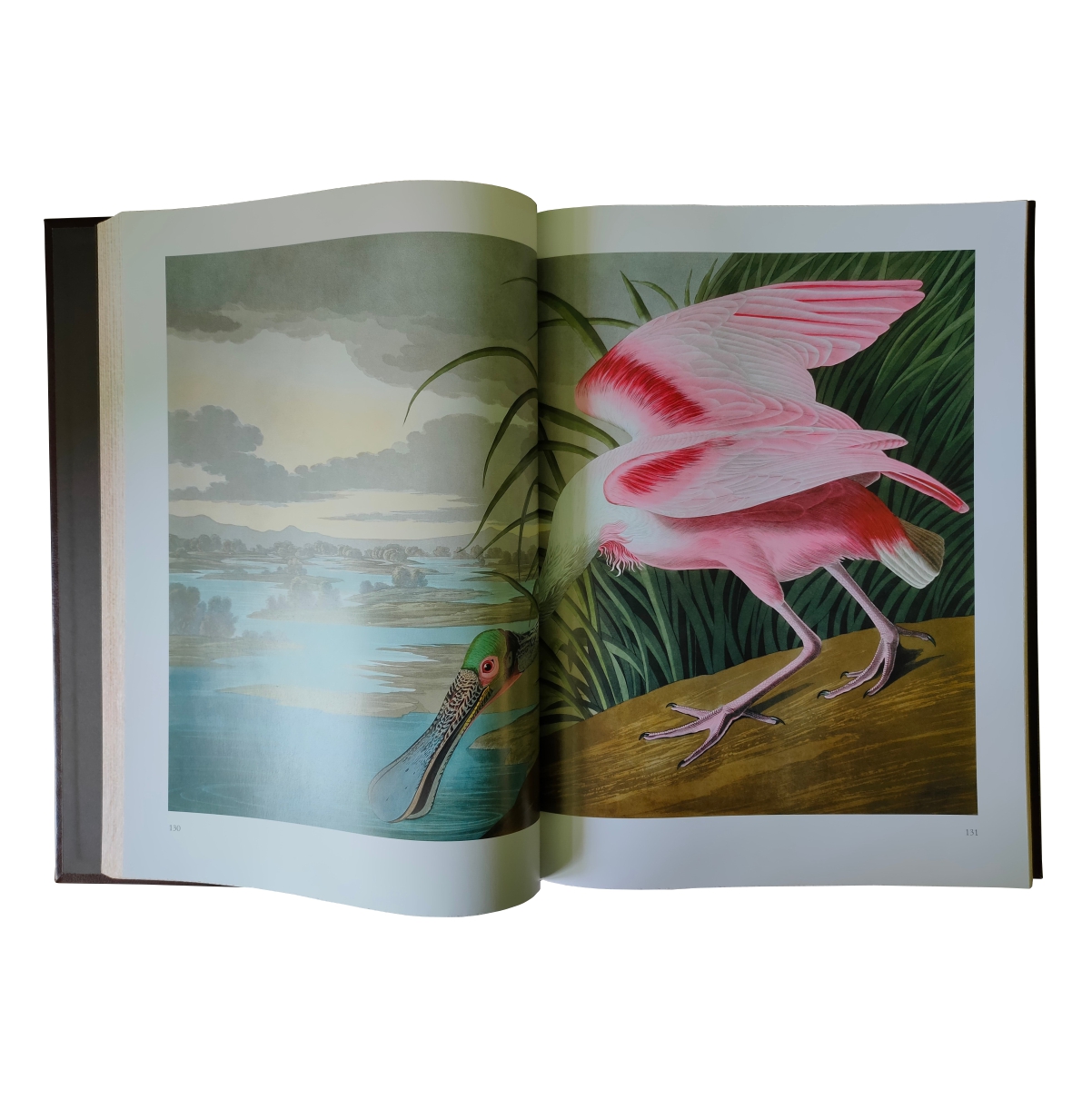 птицы америки книга. альбом птицы америки. книга птицы америки одюбон. книга птицы америки джона джеймса одюбона. все птицы америки книга.