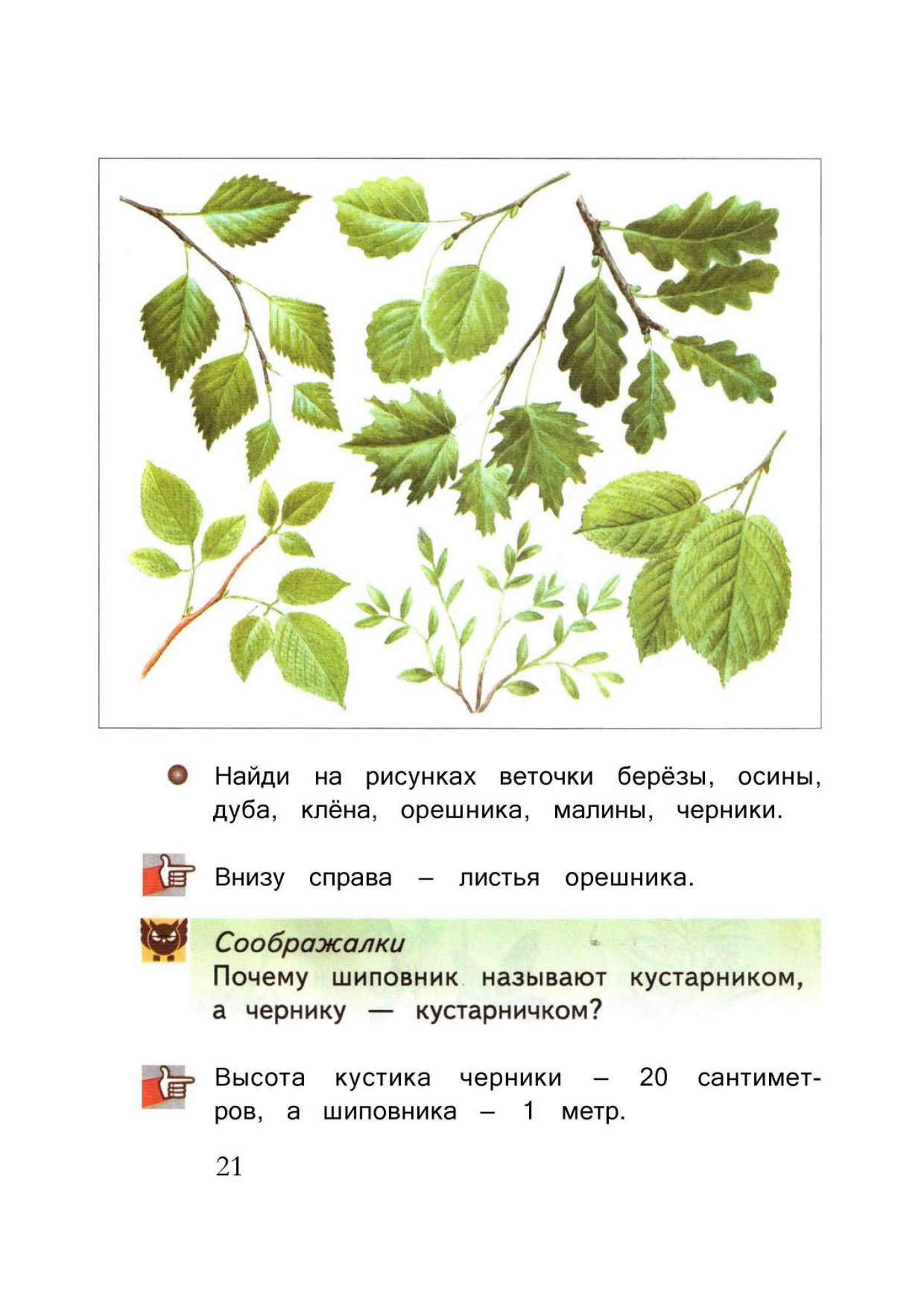 Учебник виноградовой 1 класс окружающий мир. Найди на рисунке веточки березы осины дуба. Найдите на рисунке веточке березы осины дуба. Окружающий мир Виноградова 2 класс кустарники леса. Учебник окружающий мир 2 класс деревья.