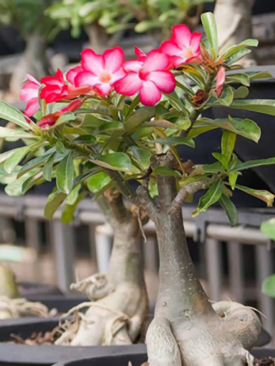 Adenium Obesum Desert Rose Cynthia