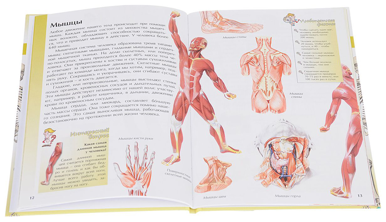Содержимое человека. Тело человека энциклопедия школьника. Человек. Иллюстрированная энциклопедия. Тело человека книга для школьников. Книги про организм.