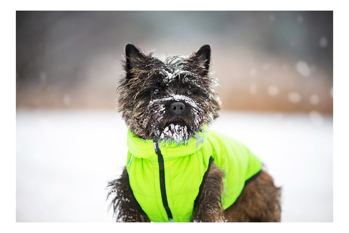 Куртка для собак AiryVest размер XS унисекс, зеленый, желтый, длина спины 30 см