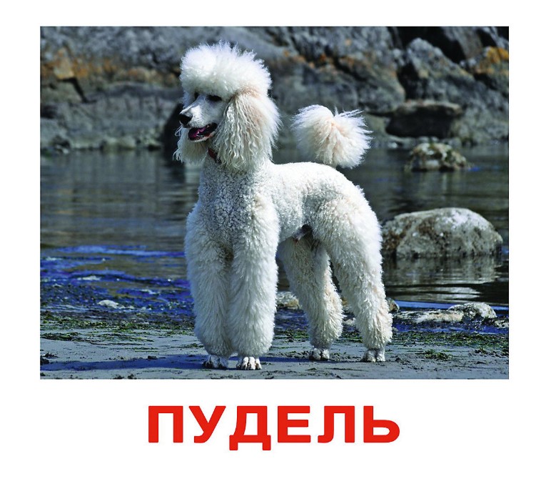 Фотографии собак разных пород с названиями Вундеркинд С пеленок, набор Обучающих карточек породы Собак - характеристики и о