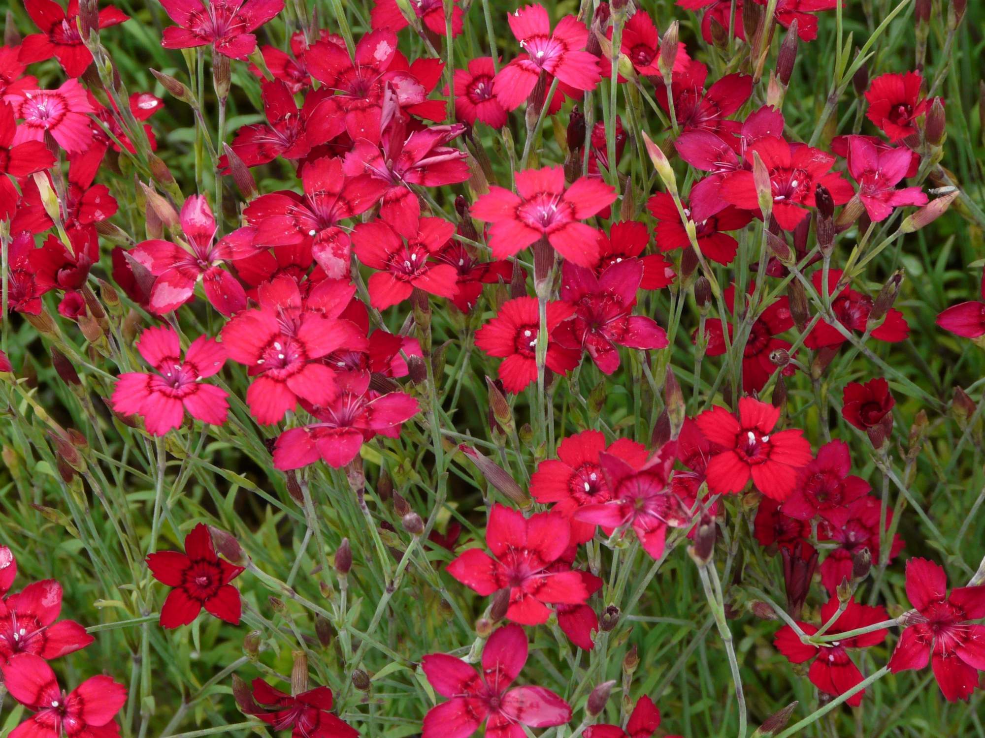 Гвоздика травянка (Dianthus deltoides)