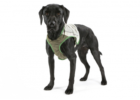 Жилетка для собак SCRUFFS Insect Shield Dog Vest с пропиткой от блох и клещей 32 см