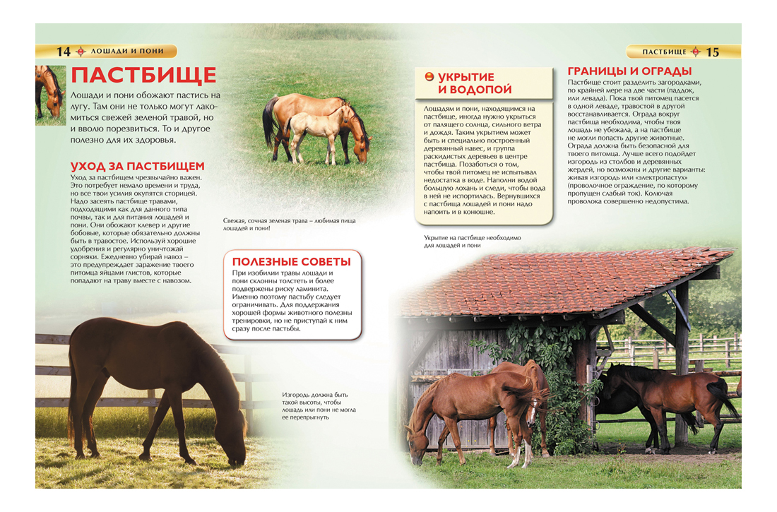 Содержание лошадей кратко. Особенности коневодства. Содержание лошадей в конюшне. Интересные факты о лошадях. Содержание лошадей кратко.