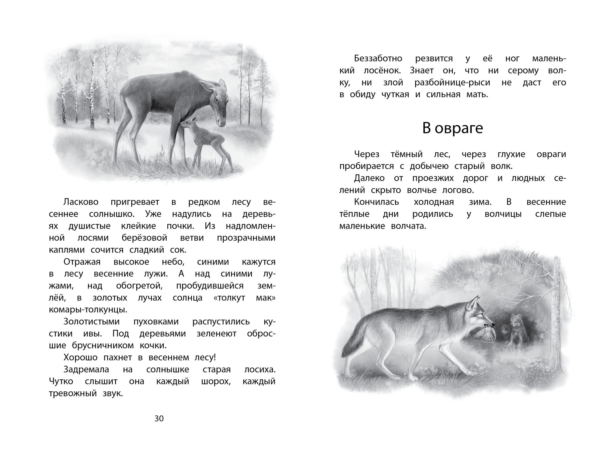 Что общего между произведениями белова и соколова. Год в лесу. Соколов-Микитов и.с. Махаон. Год в лесу книга Соколов Микитов.