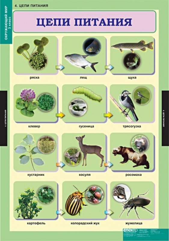Цепь питания окружающий мир 3 класс примеры с картинками