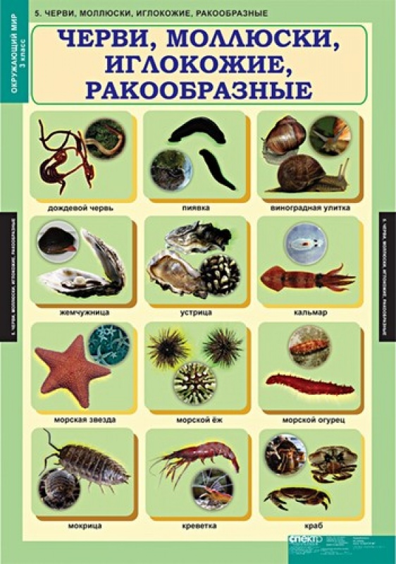 Черви моллюски иглокожие ракообразные паукообразные