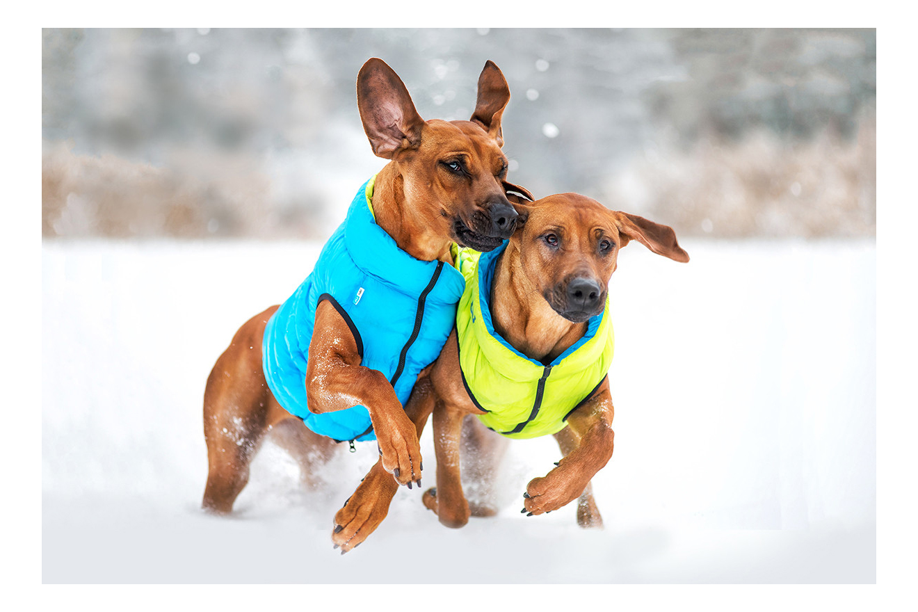Куртка для собак AiryVest размер M унисекс, зеленый, голубой, длина спины 40 см
