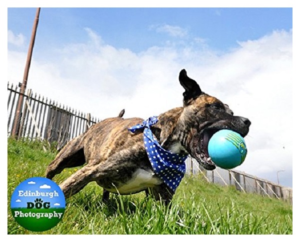 Жевательная игрушка для собак JW iSqueak Ball Мяч с пищалкой, 5 см