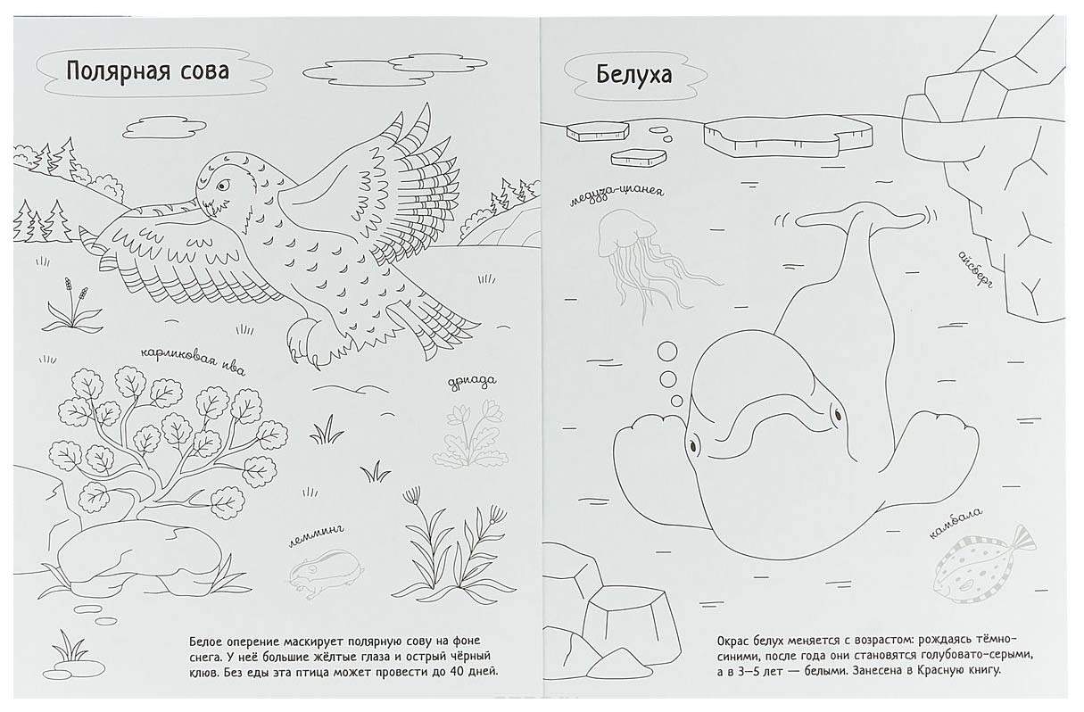 Арктика Картинки Для Детей Раскраски