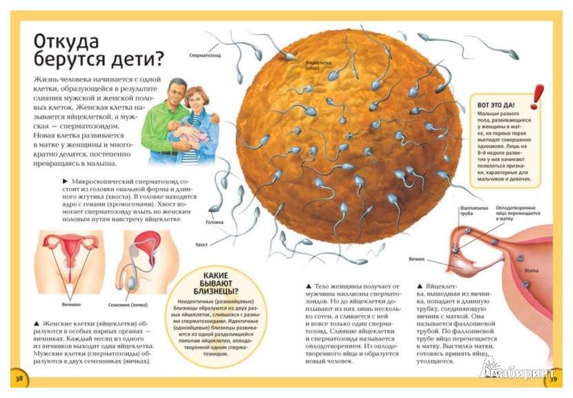 Сколько появляются дети. Откуда берутся дети биоло. Анатомия для детей откуда берутся дети. Половые органы энциклопедия для детей. Детские книги про половый органы.