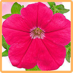 Семена Петуния многоцветковая Пендолино Розовая F1, 10 шт, Farao Гавриш