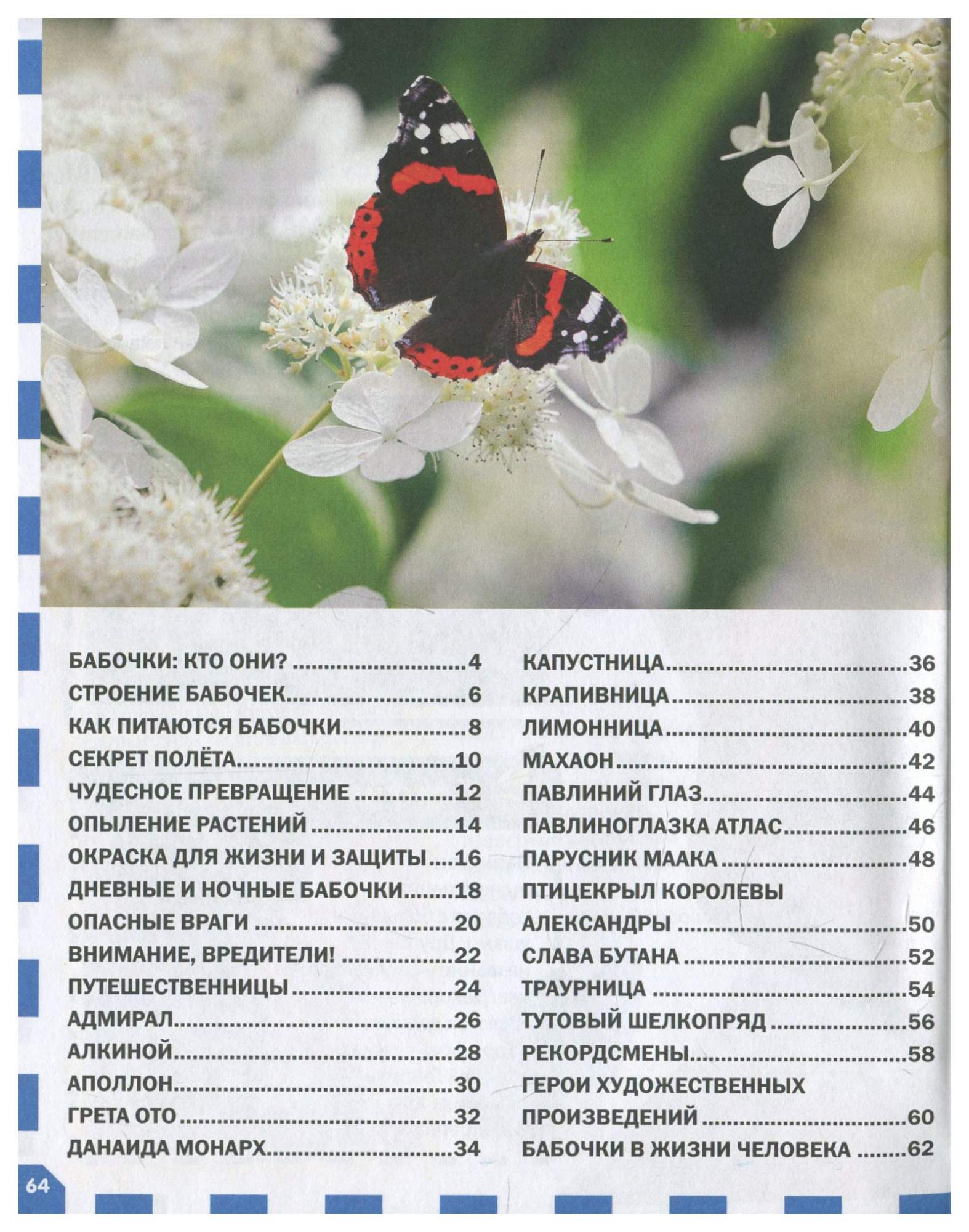 Бабочка махаон самка. Энциклопедия про бабочек для детей. Домик для бабочек. Домашние бабочки. Мотылек похожий на крапивницу.