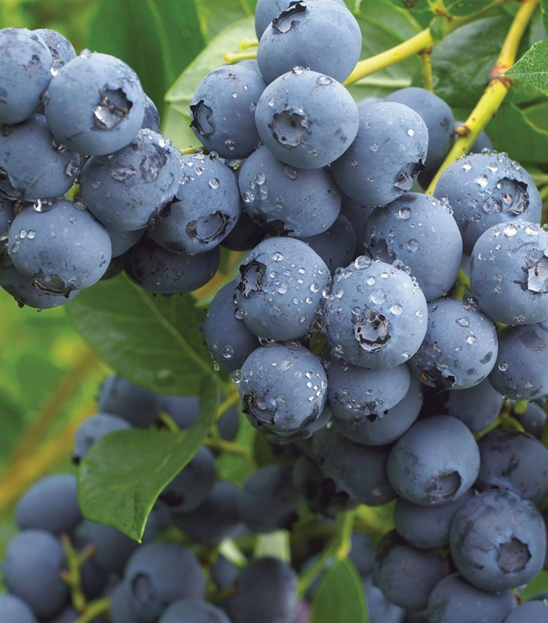 Саженцы голубика Дюк GolubikaDyk01 1 шт. - купить в Москве, цены на Мегамаркет 6