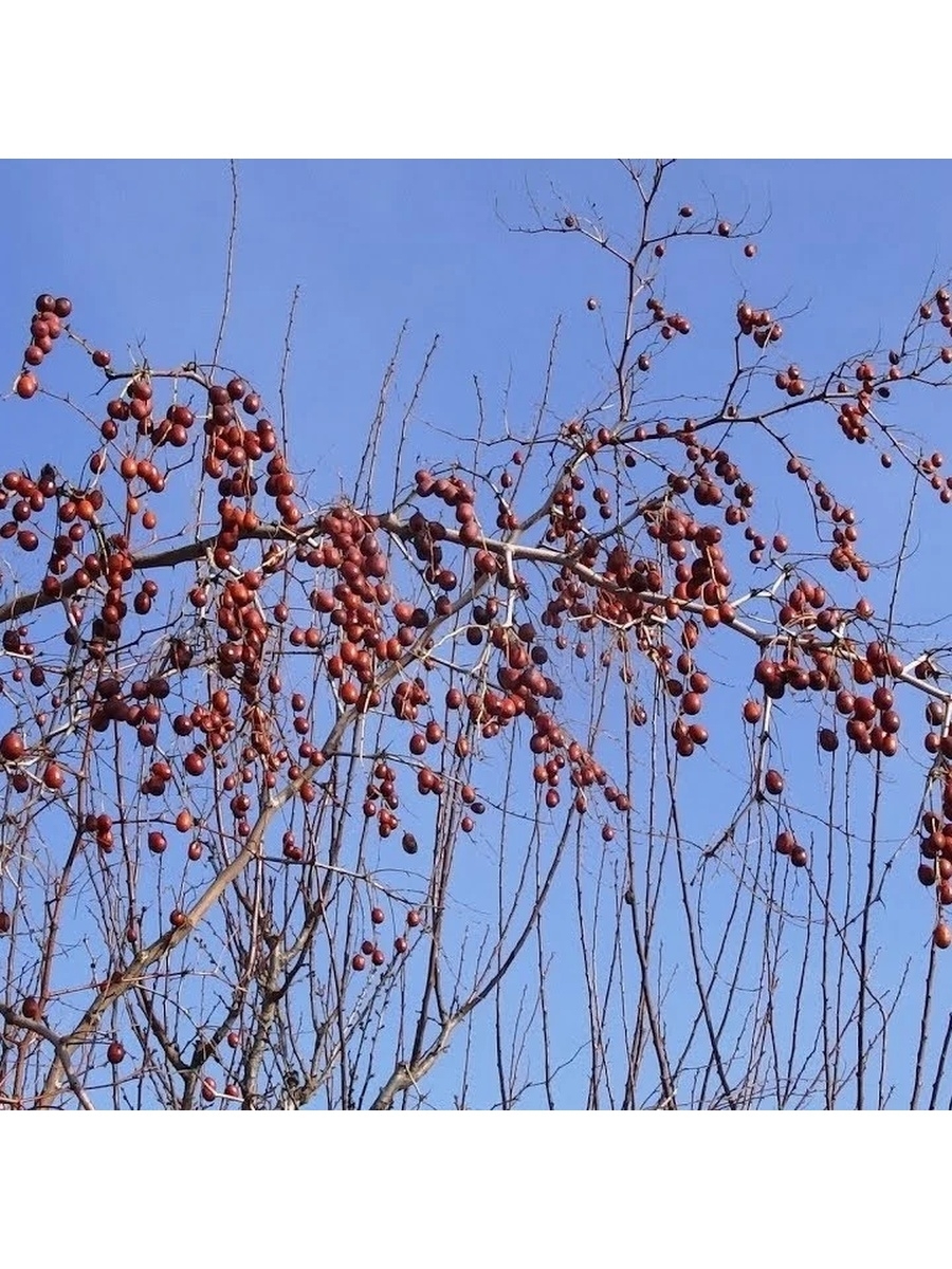 Зизифус Унаби Китайский Морозостойкий Финик Купить Саженцы