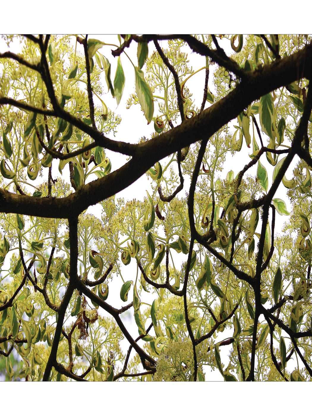 тяжелые ветви. корявое дерево. хаджох сухое дерево\. толстые ветки деревьев. большая ветка дерева.