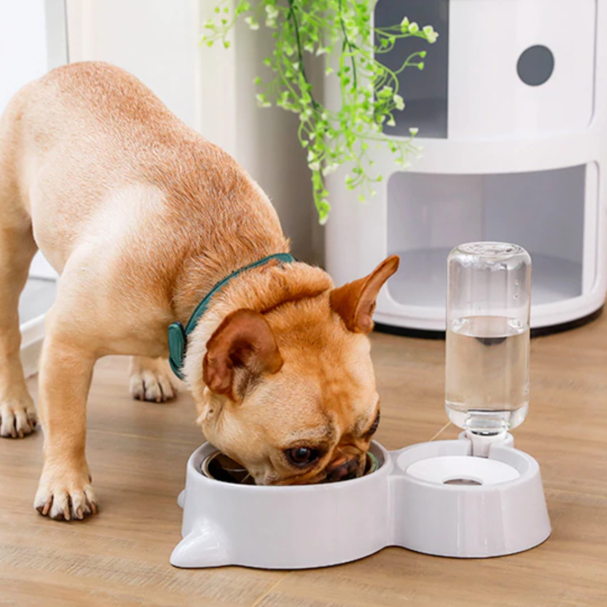 Домашний питомец. Lucky pet миска для животных двойная. Животные вместе. Собачья поилка для прогулки. Портативная поилка для собак.