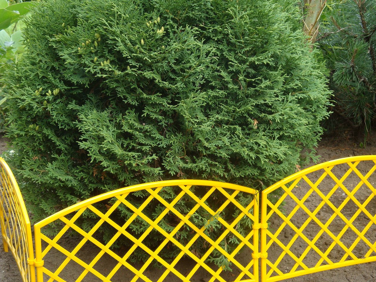 Заборчик Решетка желтый