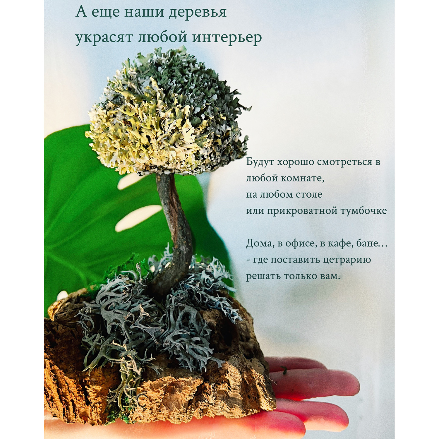 Дерево Cetraria из цетрарии 18 см – купить в Москве, цены в  интернет-магазинах на Мегамаркет