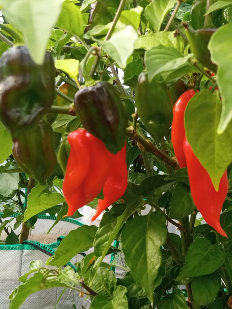 Семена перец острый Habanero maya red Бамбук Shop Per55 1 уп. - купить в  Бамбук Shop, цена на Мегамаркет