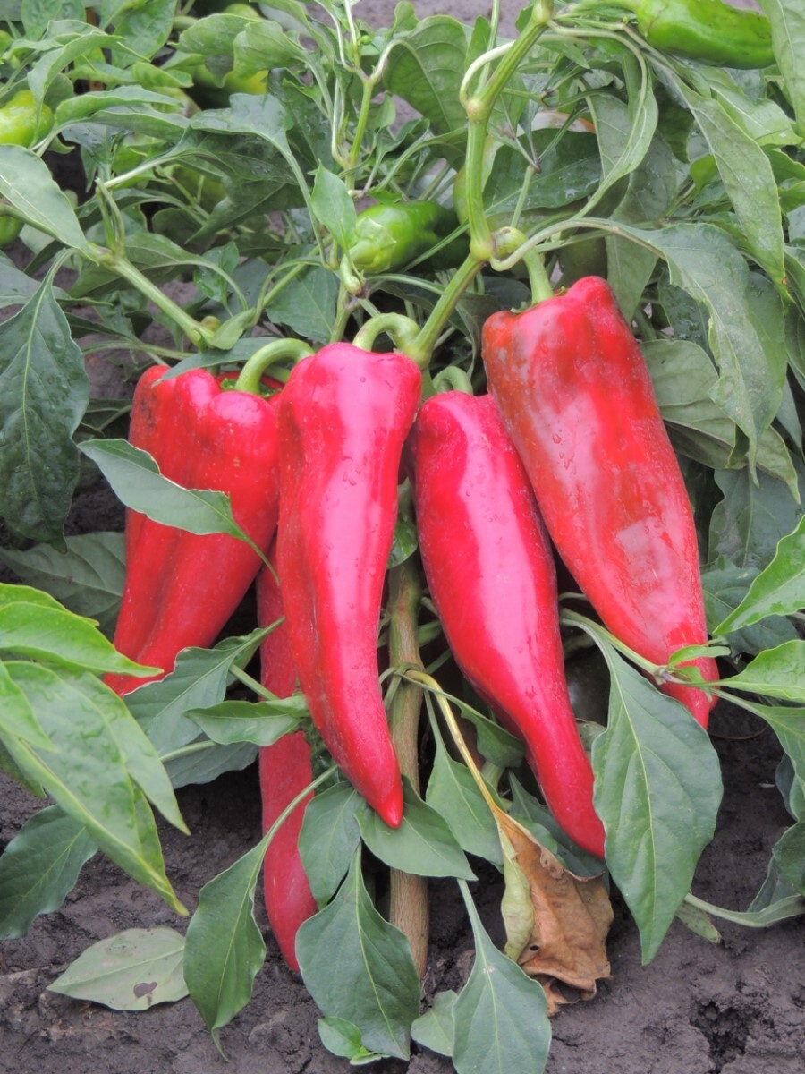 Перец сладкий рамиро капия. Сорт перца портеко f1. Перец сортотип капия. Перец капия. Перец капия что это.