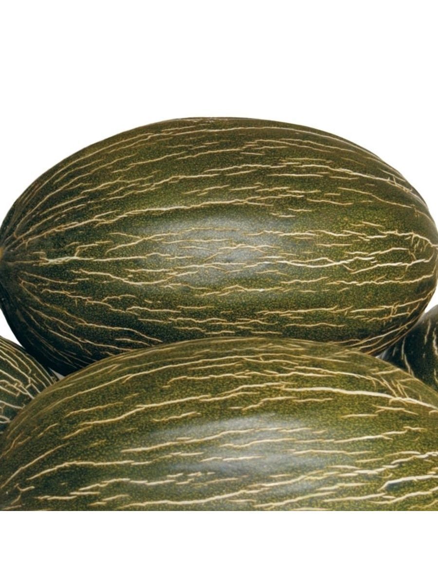 дыня пиель де сапо. дыня сорт пьел де сапо. дыня пьел де сапо. дыня пьель де сапо - piel de sapo. дыня пиэль де.