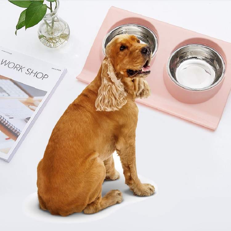 Щенок и котенок. Мордочка собаки. Домашние животные. Домашние питомцы. Домашние животные квартирные.