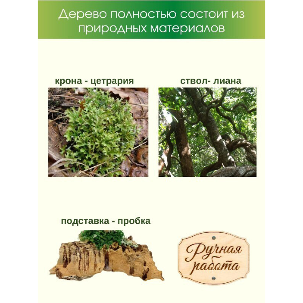 Живое дерево Cetraria из цетрарии исландской 30 см – купить в Москве, цены  в интернет-магазинах на Мегамаркет