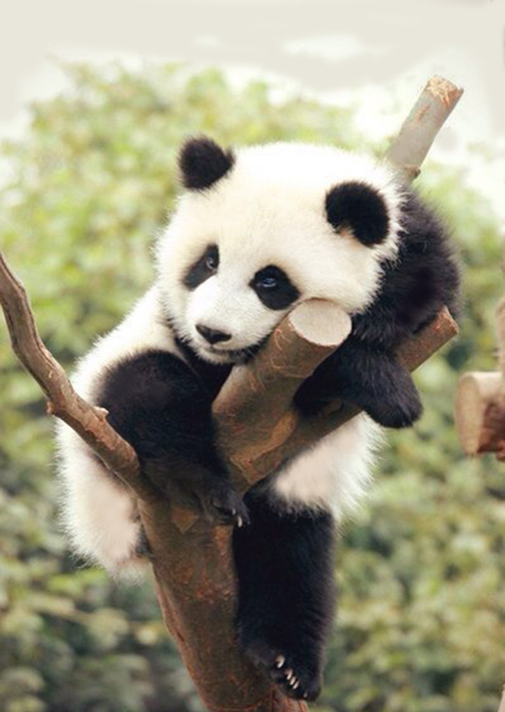 Pandas animals. Pandas animals