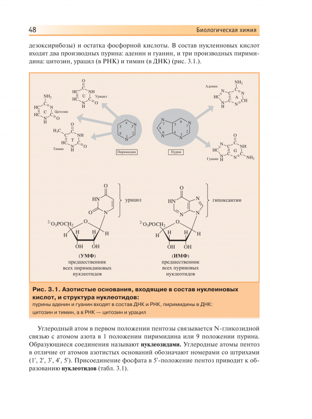 Биохимия с упражнениями и задачами. Пурины и пиримидины биохимия. Учебник по биохимии.