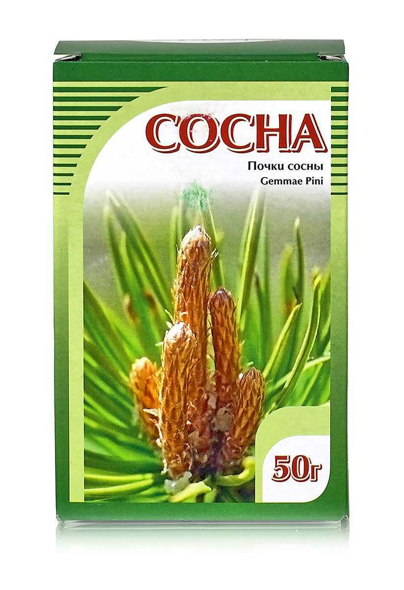 Купить Почку Сосны Оптом