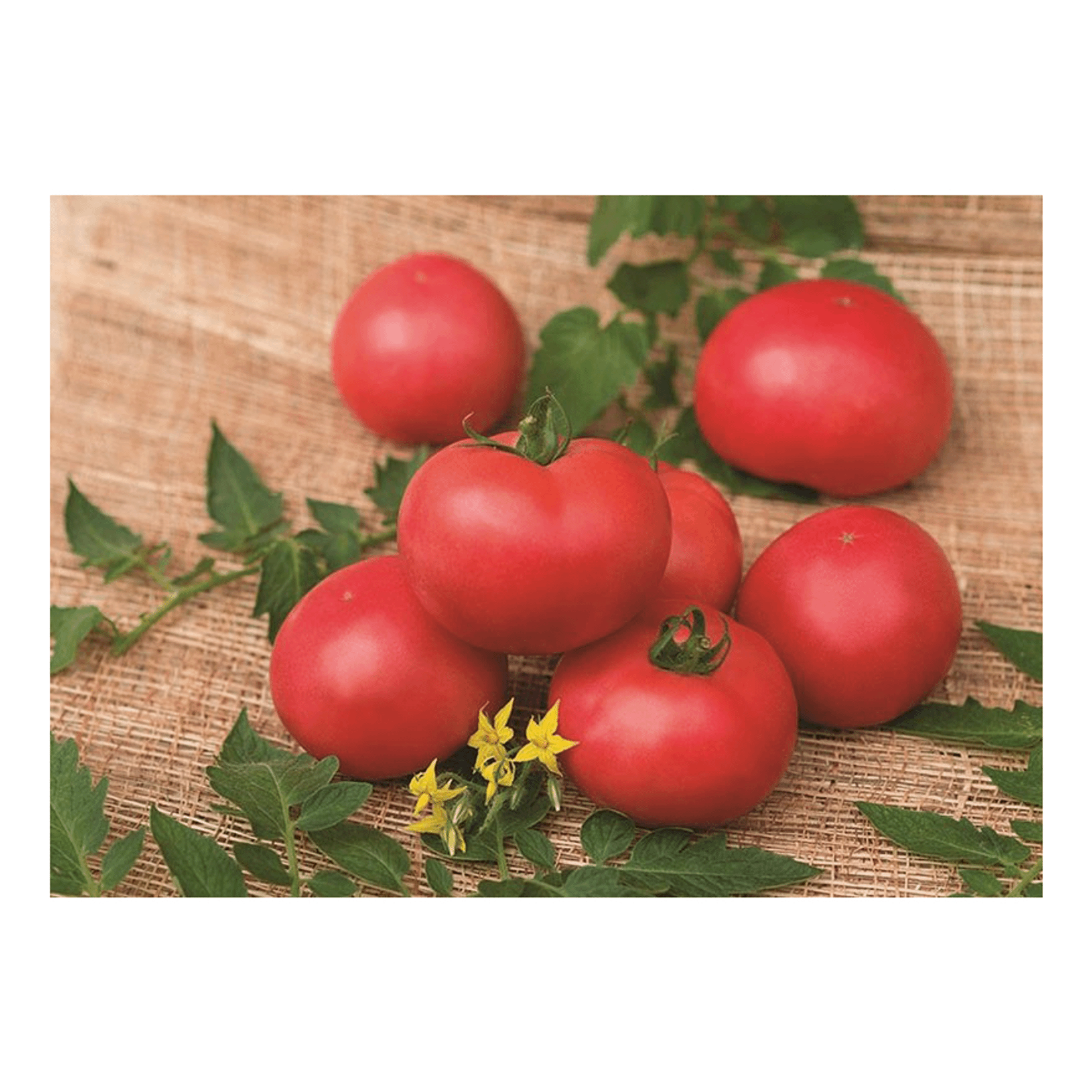 Томат ричи 10шт (бейо) агроэлита. Томат смадар f1. Отзывы о сорте помидоров. Помидоры. Отзывы о сорте помидоров.