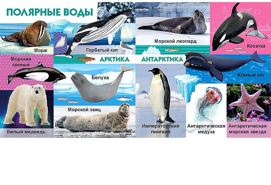 морская книжка. энциклопедия владис морские обитатели. детские энциклопедии про животных. обитатели отзыв. кольский полуостров и его обитатели реклама.