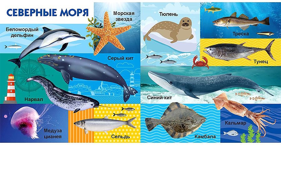 "кто живет в океане". морские обитатели фото с названиями. книга морские обитатели. энциклопедия морские обитатели. животные россии самая первая энциклопедия.