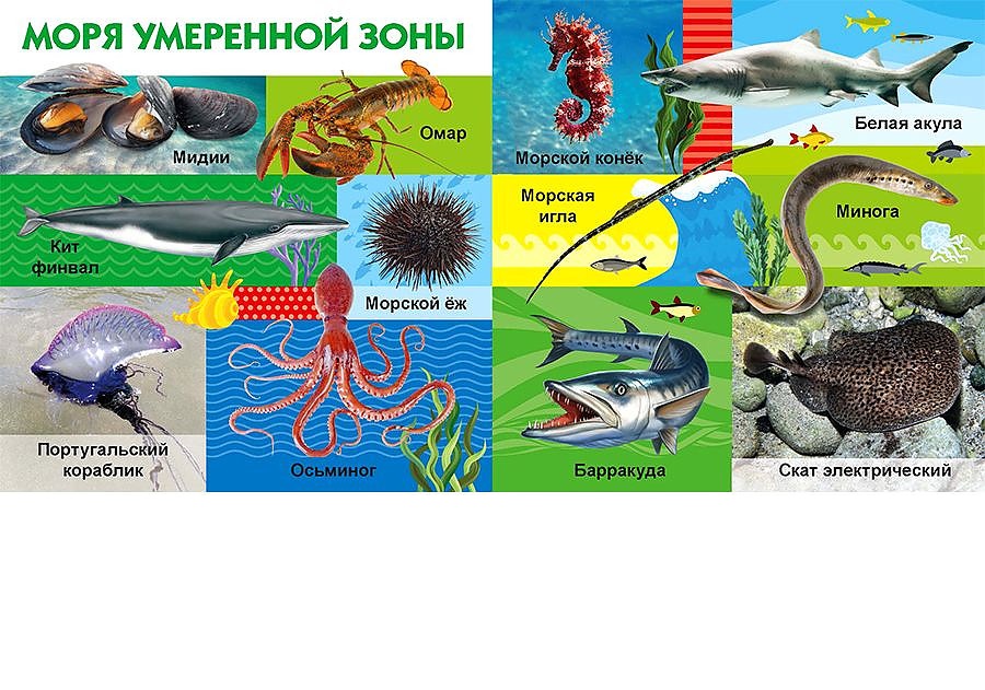 обитатели отзыв. книги про морских обитателей для детей. буклет на тему океаны и его обитатели. морские обитатели популярная детская энциклопедия владис. справочник подводные обитатели.