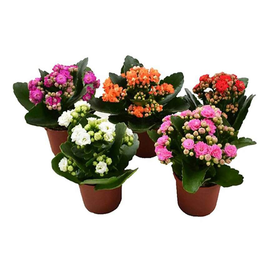 КАЛАНХОЭ Комнтн раст в горшке, Каланхоэ разные цвета (арт. 804.163.21) / 24-OK.R